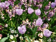 Stress and Your Laptop