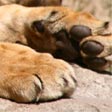 a lion called Christian